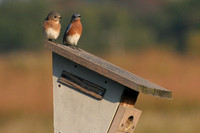 Female & Male Eastern Bluebirds