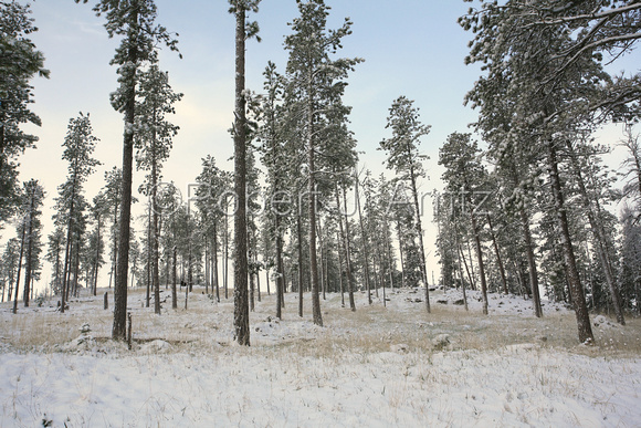 Snowy Forest in May