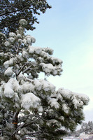 Branches of Snow