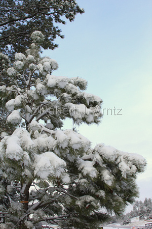 Branches of Snow