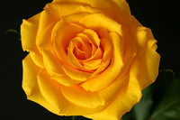 Yellow Rose-3