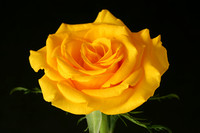Yellow Rose-4