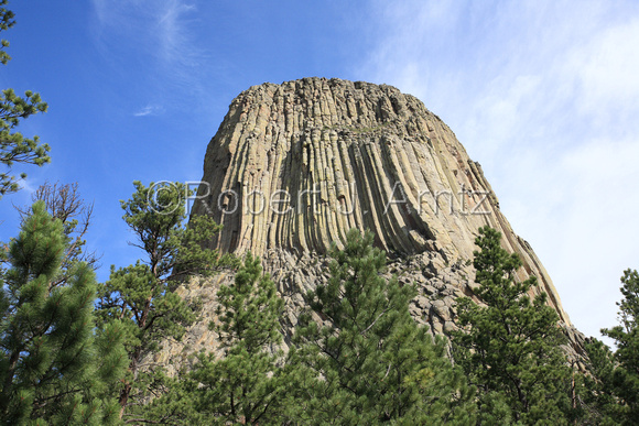 Devils Tower Over Trees