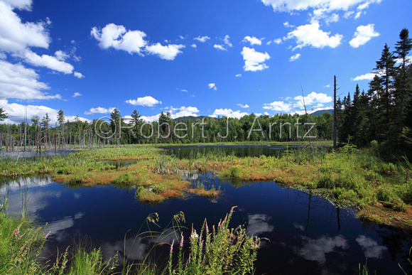 Wide View of Pond