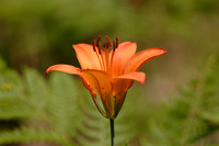 Soft Wild Lily