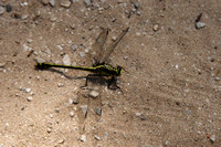 Large Dragonfly on Trail