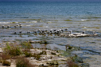 Flock of Ring-Billed Gulls on Lake Michigan Shore