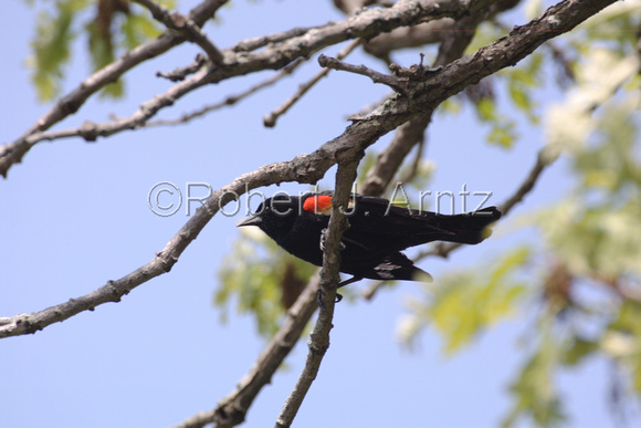 Male Red-Winged Blackbird in Oak Tree