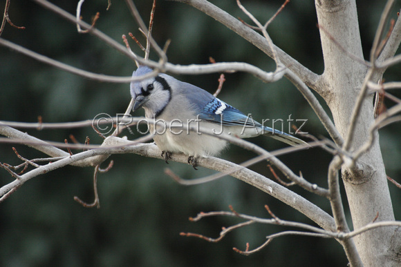 Blue Jay in Maple Tree