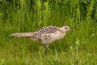 Pheasant Branch Conservancy Park, Middleton, Wisconsin