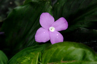 Litttle Lavendar Flower