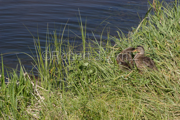 Female Mallard Ducks
