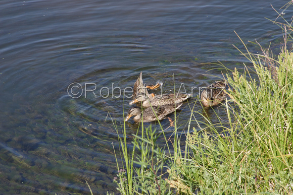 Swimming and Feeding Female Mallard Ducks