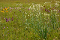 Abundance of Prairie Flowers