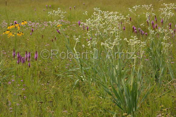 Abundance of Prairie Flowers