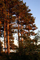 Pines in Evening Light