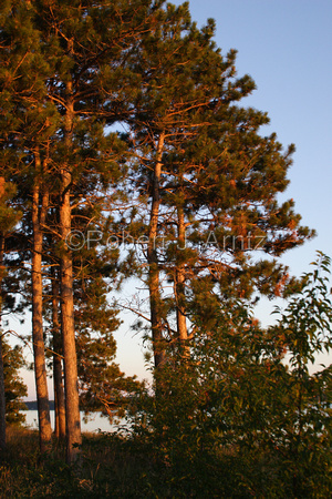 Pines in Evening Light