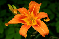 Wild Bright Orange Lily