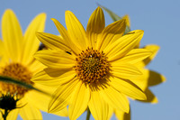 False Sunflower