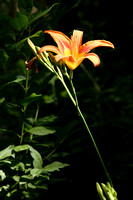 Illuminated Wild Lily