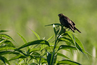 Female Red-Winged Blackbird