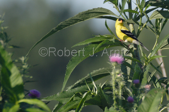 Male Goldfinch Watching