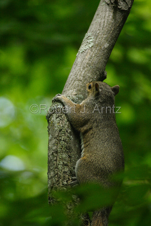 Climbing Squirrel