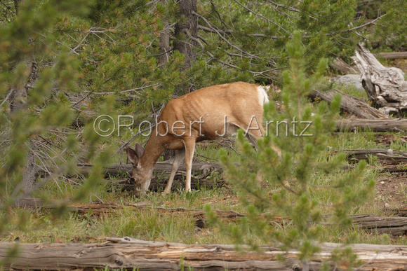 Grazing Mule Deer along the Taggart Lake Trail