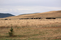 Prairie Cattle Crossing