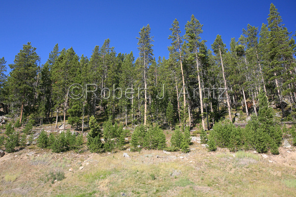 Towering Pines near Sibley Lake