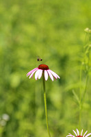 Purple Cone Flower and Bee