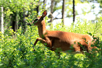 Running Whitetail Deer-1