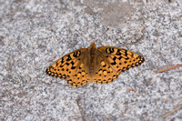 Coronis Fritillary Butterfly