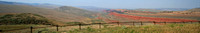 Red Canyon, 30" x 5" Panorama Print
