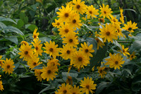 Many False Sunflowers