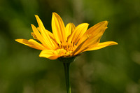 Side View Of False Sunflower