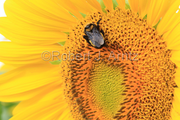Sunflower Bee Home