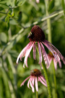 Purple Cone Flower with Bumble Bee