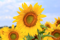 Sunflower Above