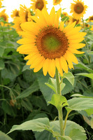 Among Sunflowers