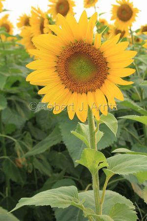 Among Sunflowers