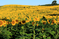 Rows of Sunflowers