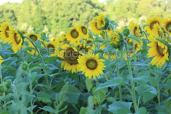 Variations of Sunflowers