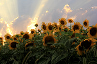 Evening Light and Sunflowers