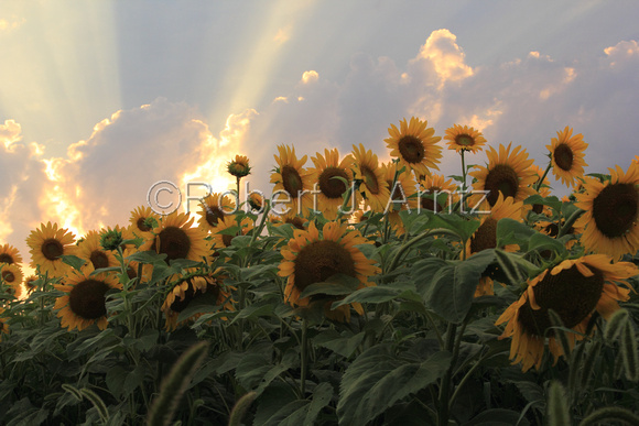 Evening Light and Sunflowers