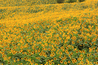 Evening Sunflower Field