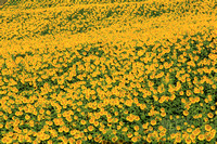 Morning Sunflower Field