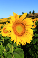 Sunflower and Background