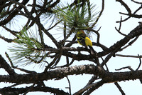 Shy Male Western Tanager