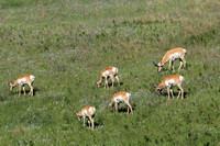Hungry Pronghorn